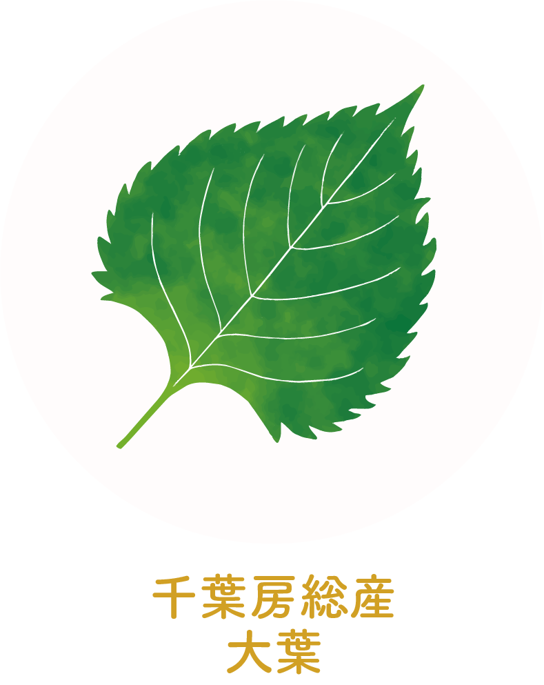 千葉房総産大葉